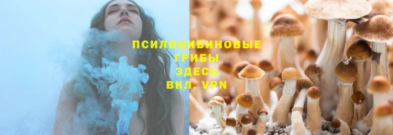 Галлюциногенные грибы Psilocybe  Шлиссельбург 